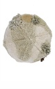 Puff Mossy Rock