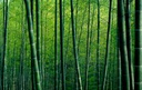 Papel Tapiz Bosque de Bamboo (M2)